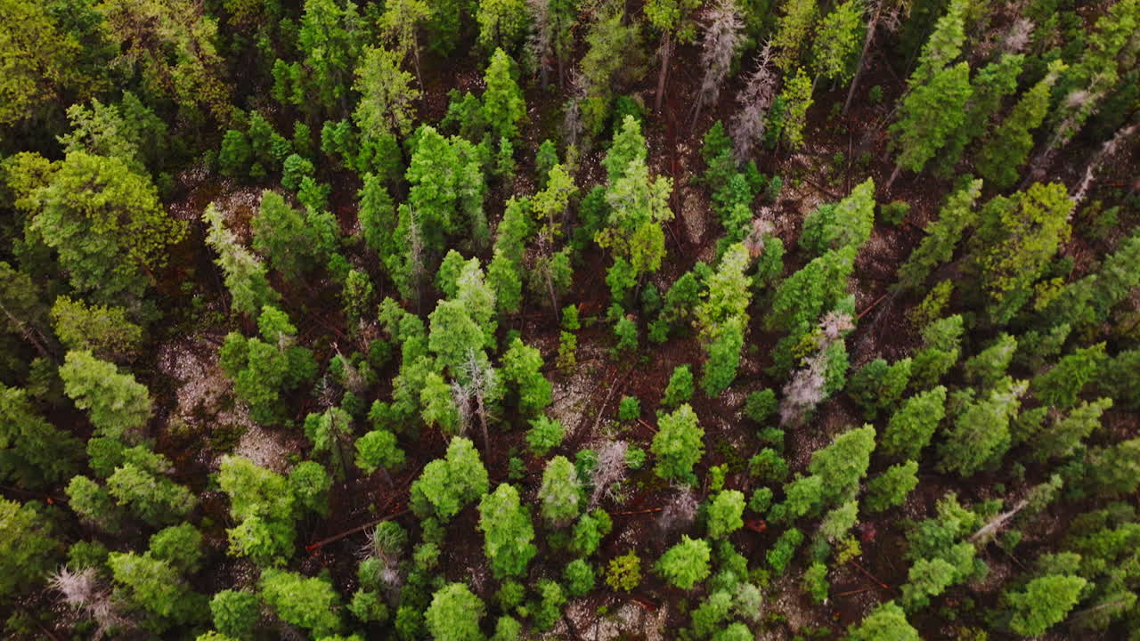 Flying over the tops of green and dry pine trees growing on the mountains. National parks of Utah, United States. Aerial perspective.
