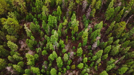 flying over the tops of green and dry pine trees growing on the mountains. national parks of utah, united states. aerial perspective.