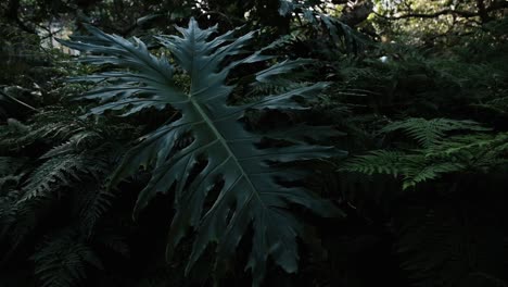 giant tropical monstera leaf in a jungle scene with ferns and other plants