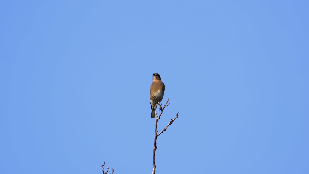 Un tordo marrone e bianco sulla cima di un albero con sfondo di cielo blu