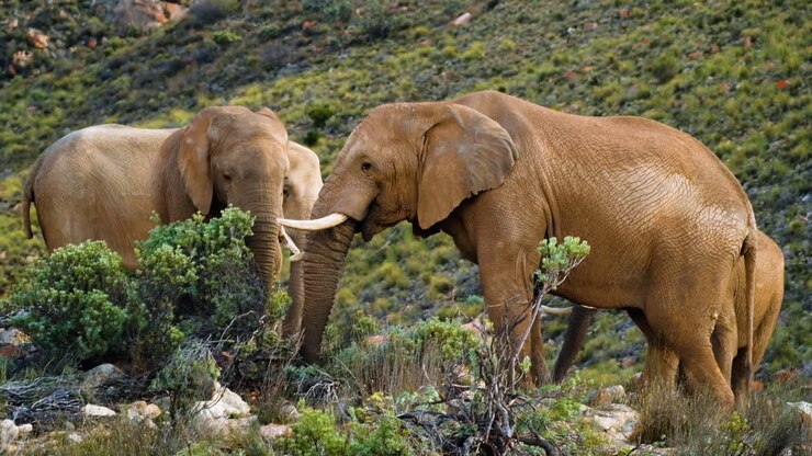 Vista de perto de elefantes africanos se alimentando calmamente em reserva de caça privada