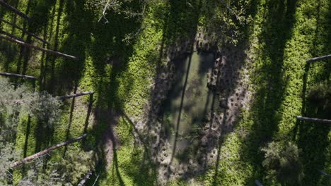 above view of forest trees and swamp in tropical nature