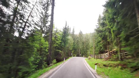 driving through a lush forest road