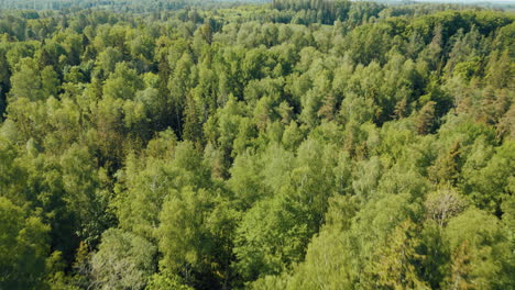 bosques verdes de letonia en el mes de mayo