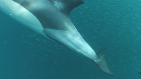 Pod-of-common-dolphins-swim-by-amazing-close-in-slow-motion-underwater