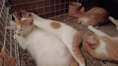 four cats lying on the floor in a cage