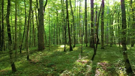 Europäischer-Regenwald,-Beruhigendes-Blätterdach-Aus-Grünen-Bäumen,-Wilde-Natur