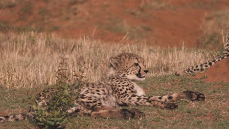 cheetah lying in african savannah heat, lazily licking its lips