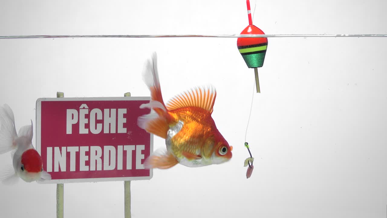 프랑스어 로 시 금지 표지판 앞 에서 수영 하는 금고기