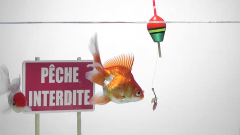 goldfish swimming in front of a no fishing sign in french