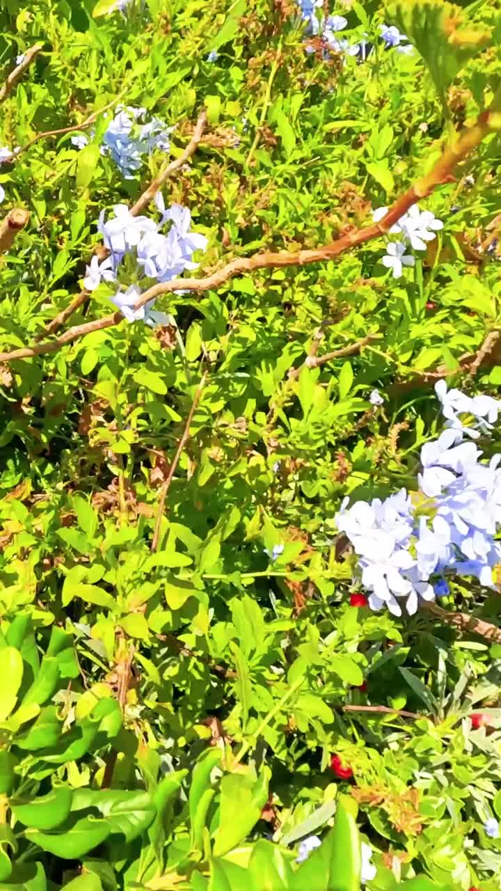 las flores vibrantes florecen en un arbusto verde exuberante