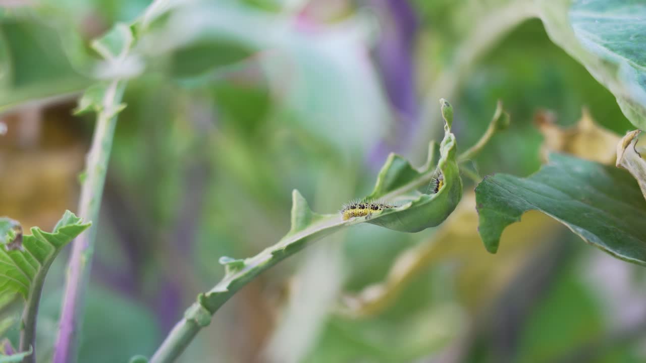 orugas en hojas de repollo dañadas