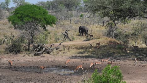 Breite-Aufnahme-Einer-Herde-Impalas,-Die-An-Einem-Wasserloch-Im-Krüger-Nationalpark-Trinkt,-Während-Ein-Elefant-Im-Hintergrund-Füttert