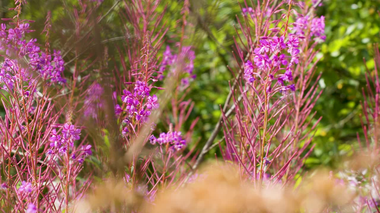 Bee moves among vibrant fireweed blossoms in daylight, shallow depth of field, gentle camera pan