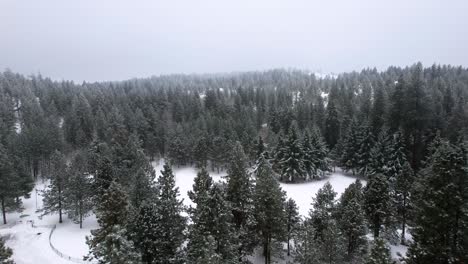 aerial view of a white pine tree forest in winter covered in fresh snowfall