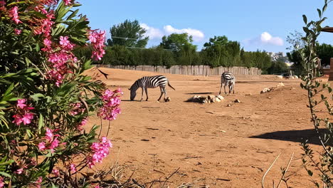 two zebras grazing in a zoo enclosure
