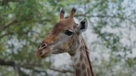 giraffe portrait in natural habitat