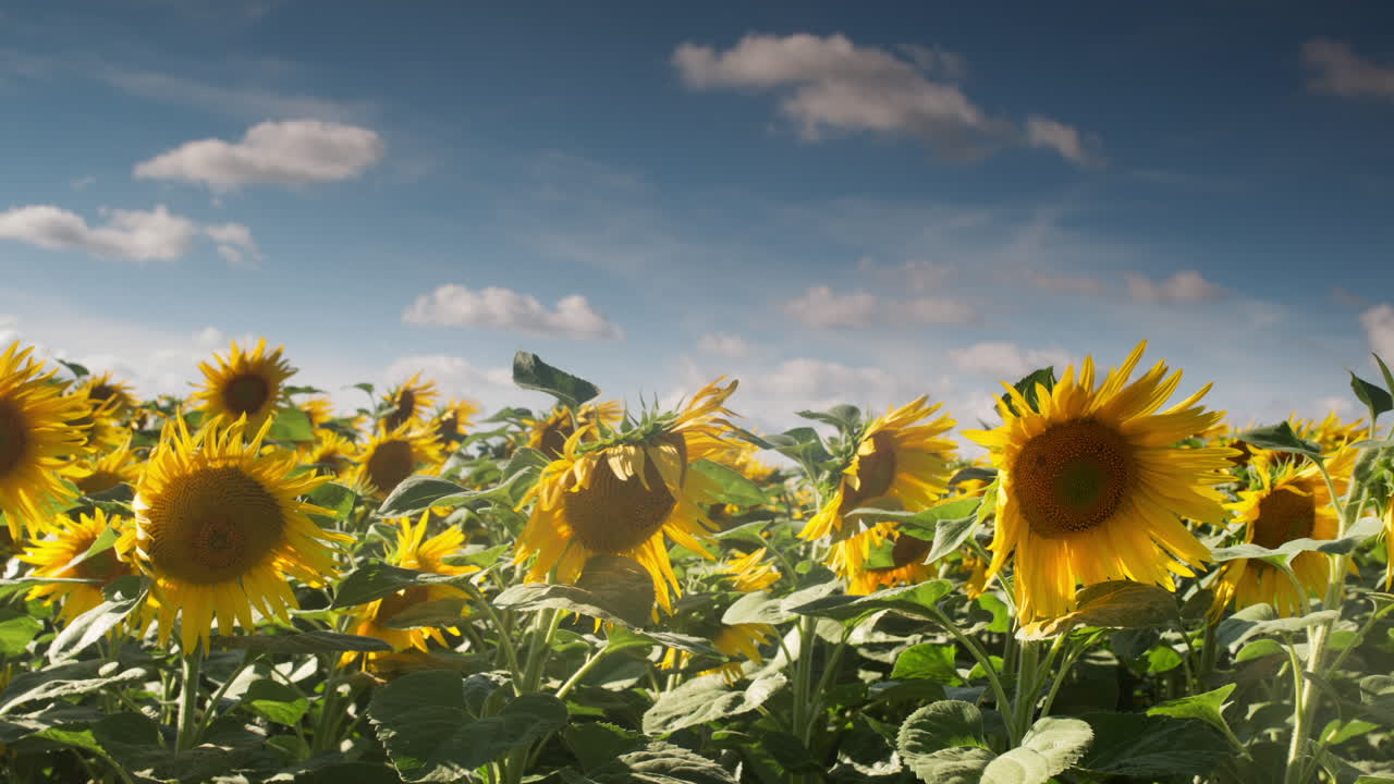 해바라기 타임랩스0
