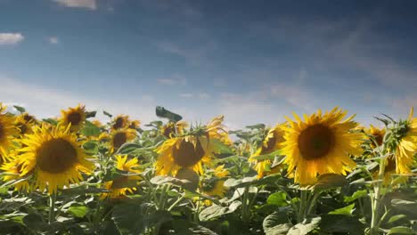 Timelapse-de-girasol0