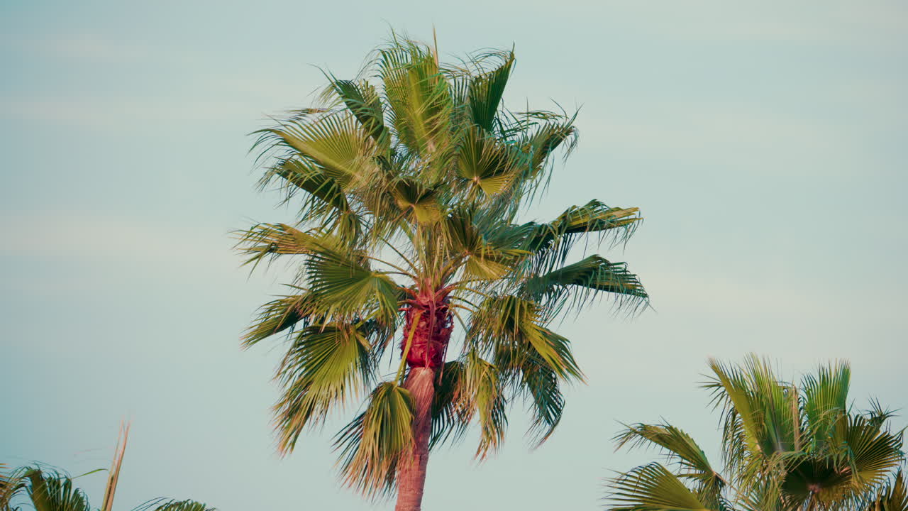 Tall palm trees move gently in the summer breeze against a pale blue sky
