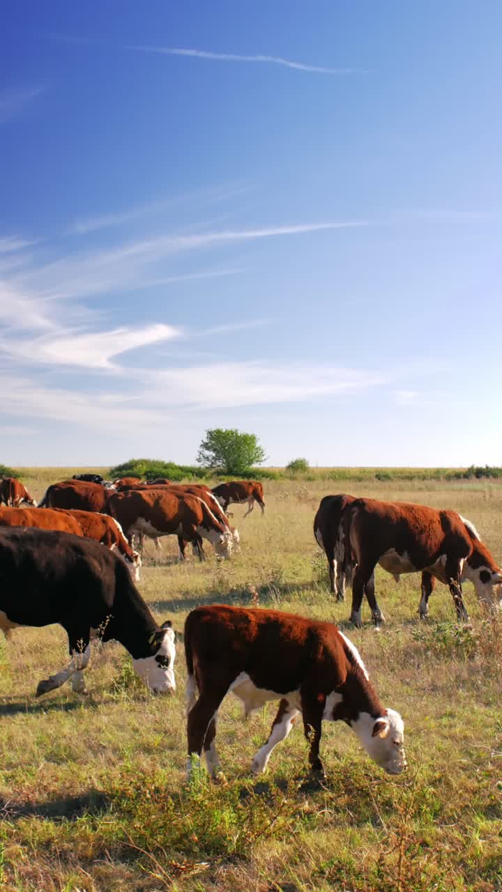 este idílico entorno rural refleja la simple belleza de la naturaleza y la tranquila armonía de la vida agrícola, donde las vacas se mueven tranquilamente, disfrutando de su día al sol.