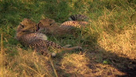 adorable cheetah cubs resting in the grass
