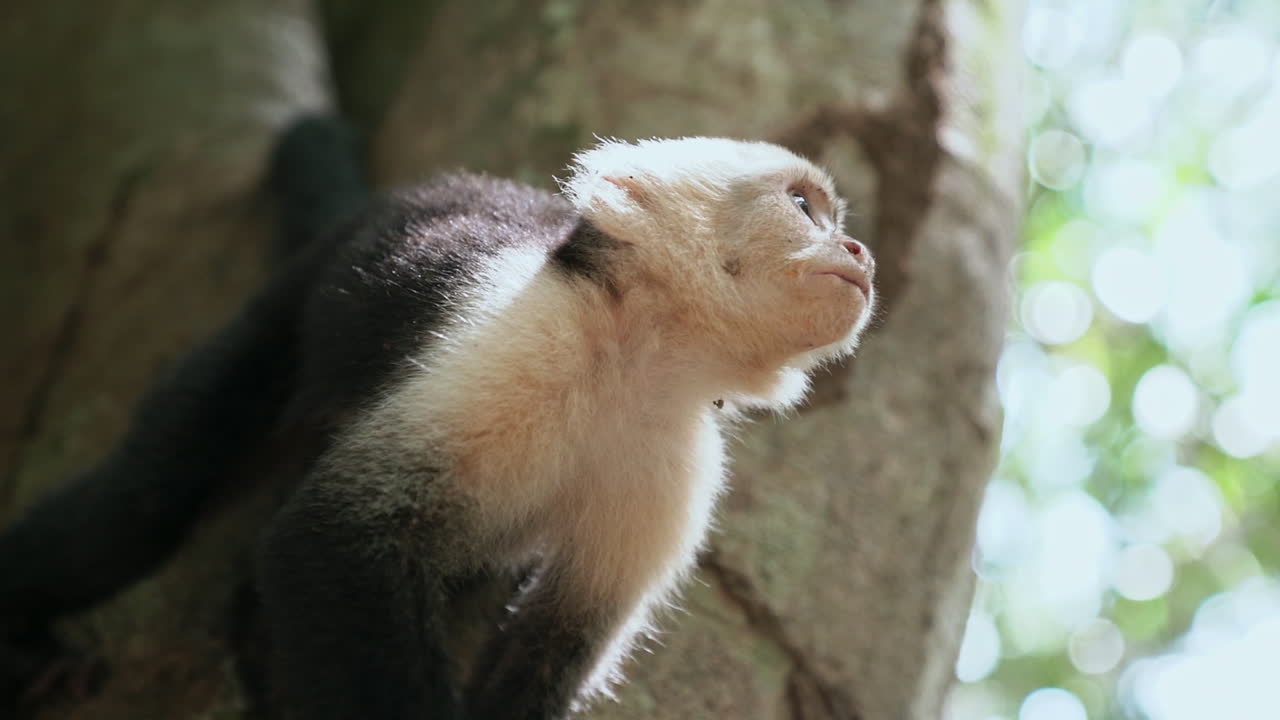 mono capuchino de cara blanca en manuel de antonio costa rica mirando alrededor