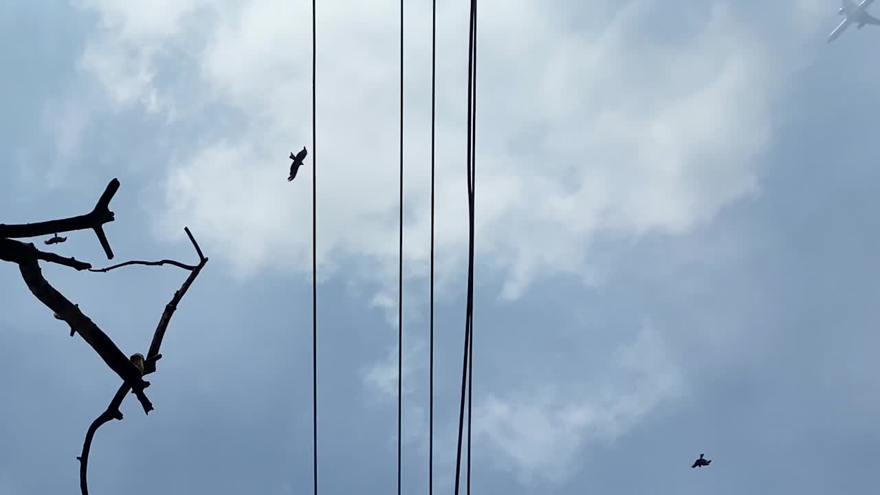Silhouette Of Eagle Or Vulture Birds Flying In Cloudy Sky - Low Angle Shot