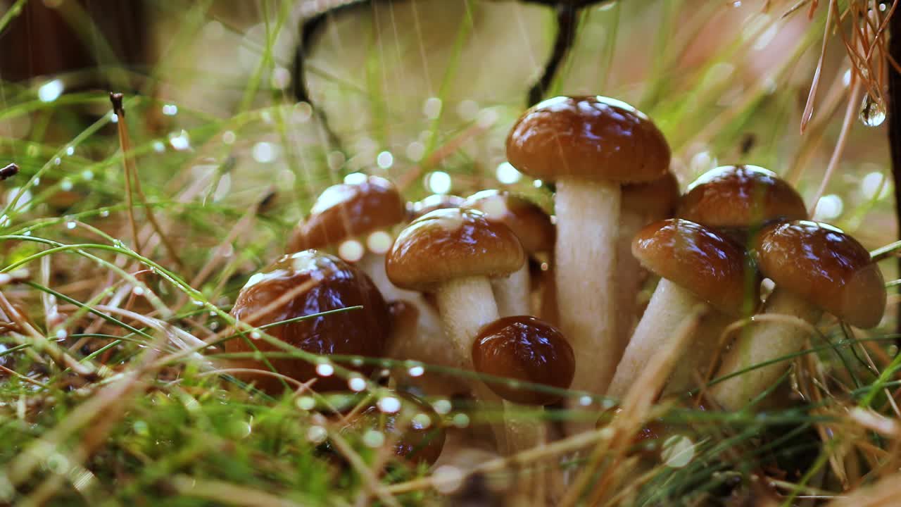 Armillaria Mushrooms of honey agaric In a Sunny forest in the rain.