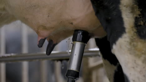 automated milking machine use laser guide for teat attachment, dairy farm