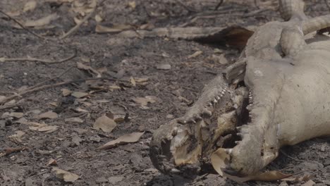 dead caiman by fire closeup mouth and teeth at pantanal