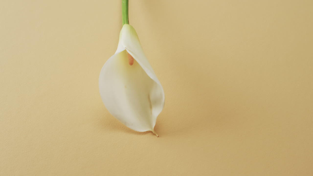 노란색 배경에 복사 공간과 함께  칼리아 꽃의 비디오