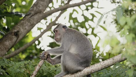 Macaco-Cangrejero,-Macaco-De-Cola-Larga,-Primate-Cercopithecine-Nativo-Del-Sudeste-Asiático