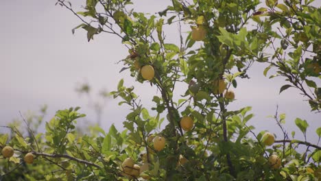 lemon tree branches full of ripe fruit sway gently in daylight