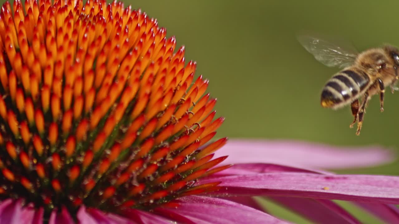la abeja silvestre despega en vuelo después de recoger el polen de una coneflower naranja