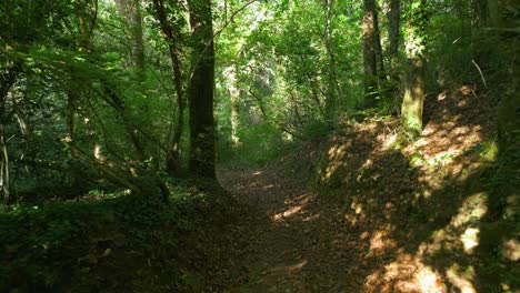 forest trail in deep woodland - drone pullback