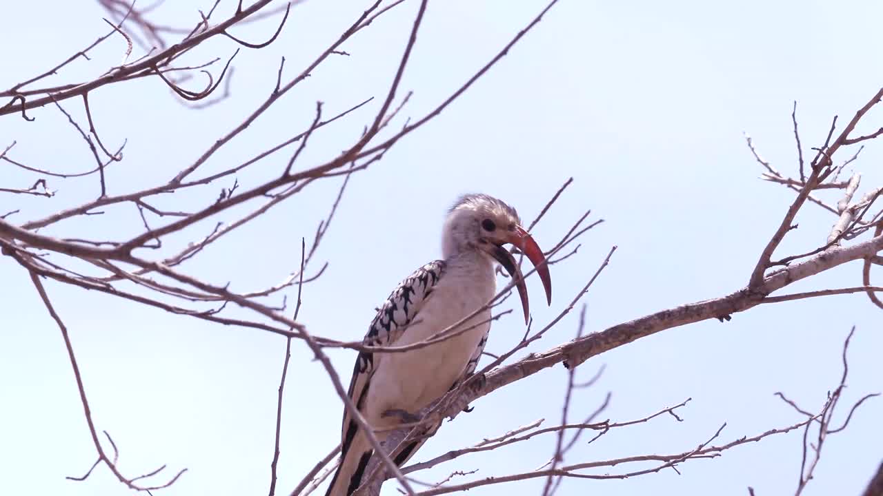 A BIRD EATING A SEED WHILE ON A TREE