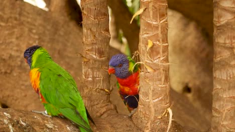 colourful tropical birds in a tree