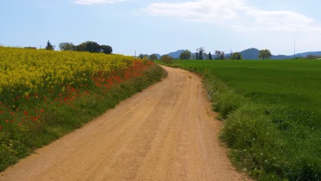 Schotterweg-Neben-Einem-Feld-Mit-Kleinen-Gelben-Rapssamen-Und-Roten-Wildblumen-Mit-Blauem-Himmel-Im-Hintergrund