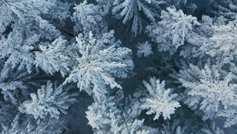 Antena-De-Arriba-Hacia-Abajo---Un-Bosque-De-Invierno-Cubierto-De-Nieve-En-Suecia