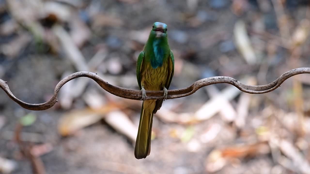 푸른수염벌잡이는 태국을 포함한 말레이시아 반도의 특정 산림 개간지에서 발견됩니다.