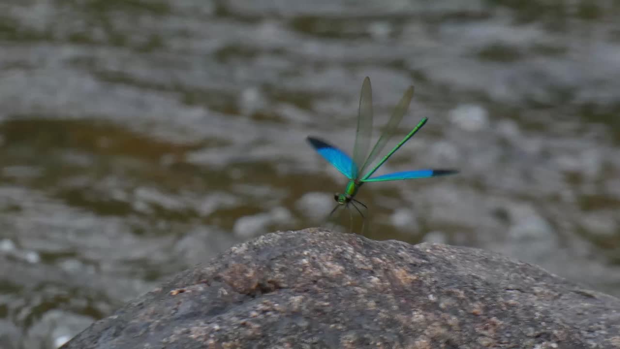 Green Damselfly on a Rock by a River