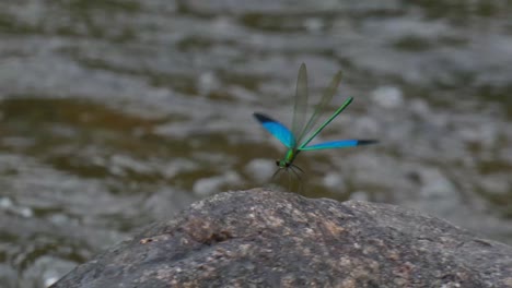 green damselfly on a rock by a river