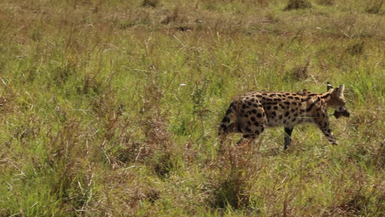 Serval che cattura un topo nella prateria del Maasai Mara, Kenya.