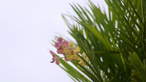 purple rose white yellow moth orchid in between palm trees, wind blowing, closeup zoom in