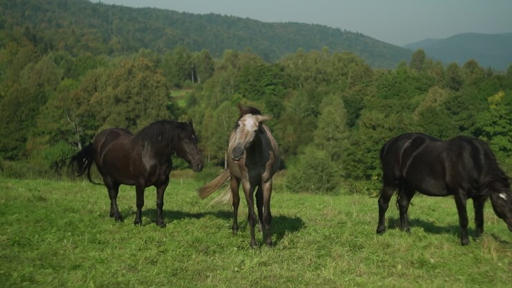 Tre cavalli al pascolo in un prato di montagna