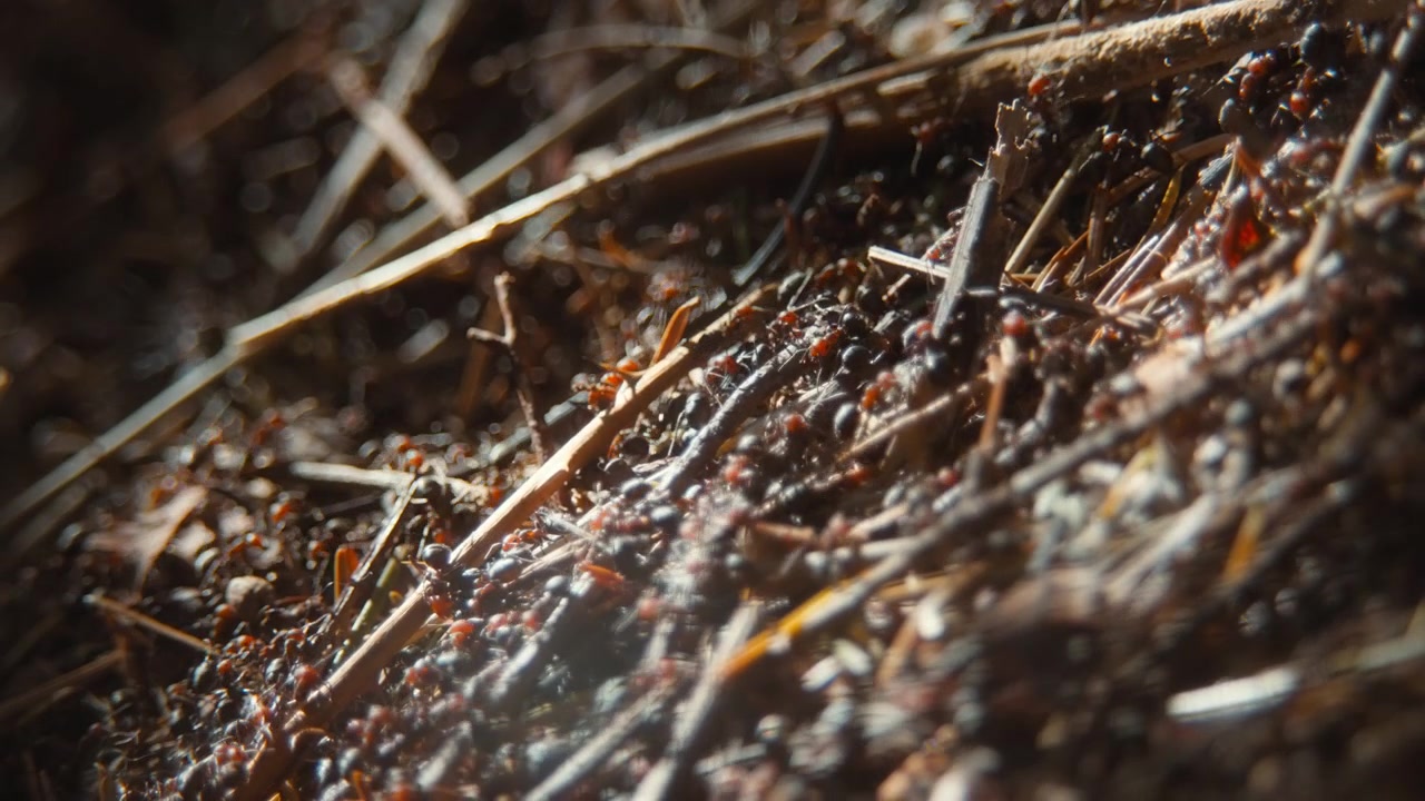 Macro shot of thatching ants crawling over a large anthill mound