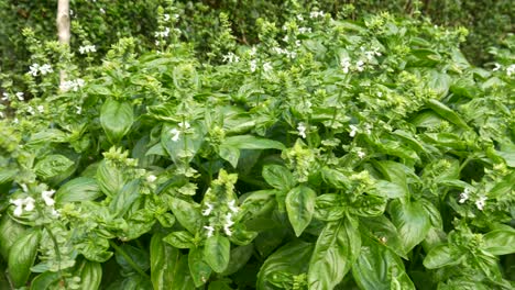 la albahaca italiana crece en una cama enorme y espera el consumo