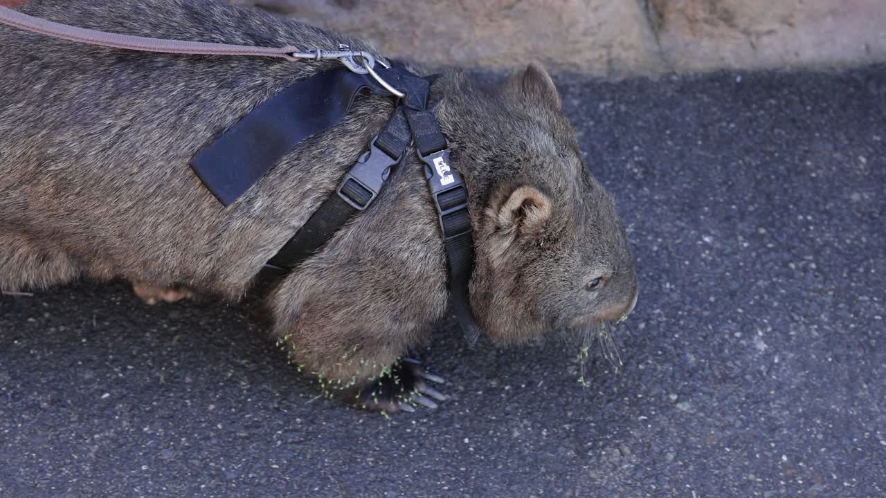 A wombat walks along a paved path