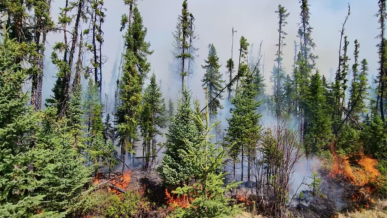 aerial pov of a forest being consumed by a wildfire in alberta, canada